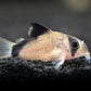 Bandit Cory Catfish (Corydoras metae) 2-3cm  ( Tank Breed )