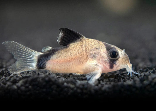 Bandit Cory Catfish (Corydoras metae) 2-3cm  ( Tank Breed )