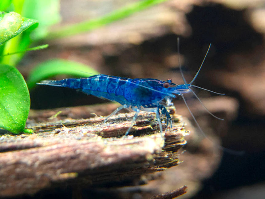 DREAM BLUE VELVET SHRIMP (NEOCARIDINA DAVIDI), TANK-BRED