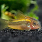Gold Laser Cory Catfish (CORYDORAS SP. CW010) 2-3cm  ( Tank Breed )