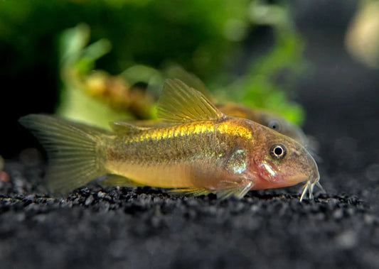 Gold Laser Cory Catfish (CORYDORAS SP. CW010) 2-3cm  ( Tank Breed )