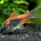 Orange Venezuelan Cory Catfish (Corydoras aeneus "Venezuela") 2-3cm ( Tank Breed )
