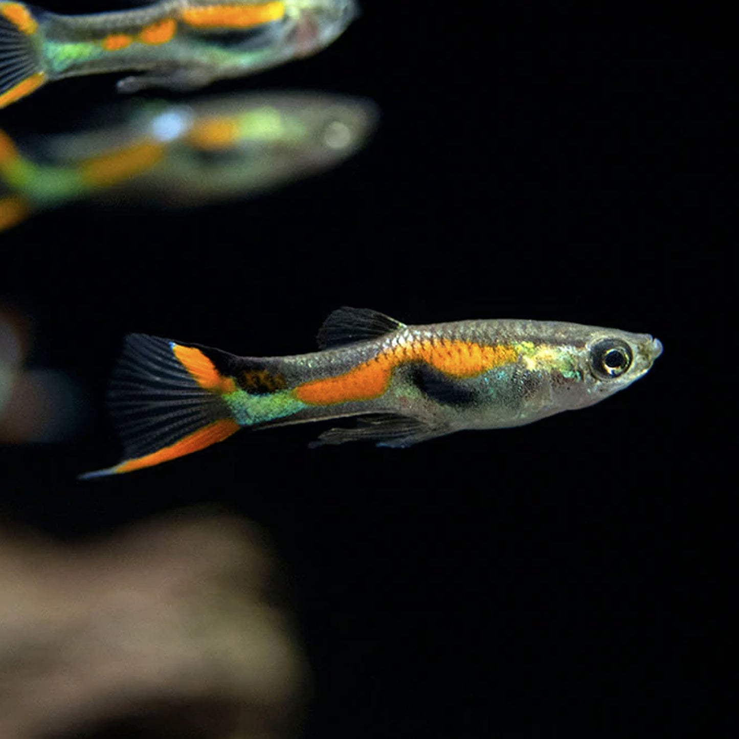 Emerald Endler Guppy